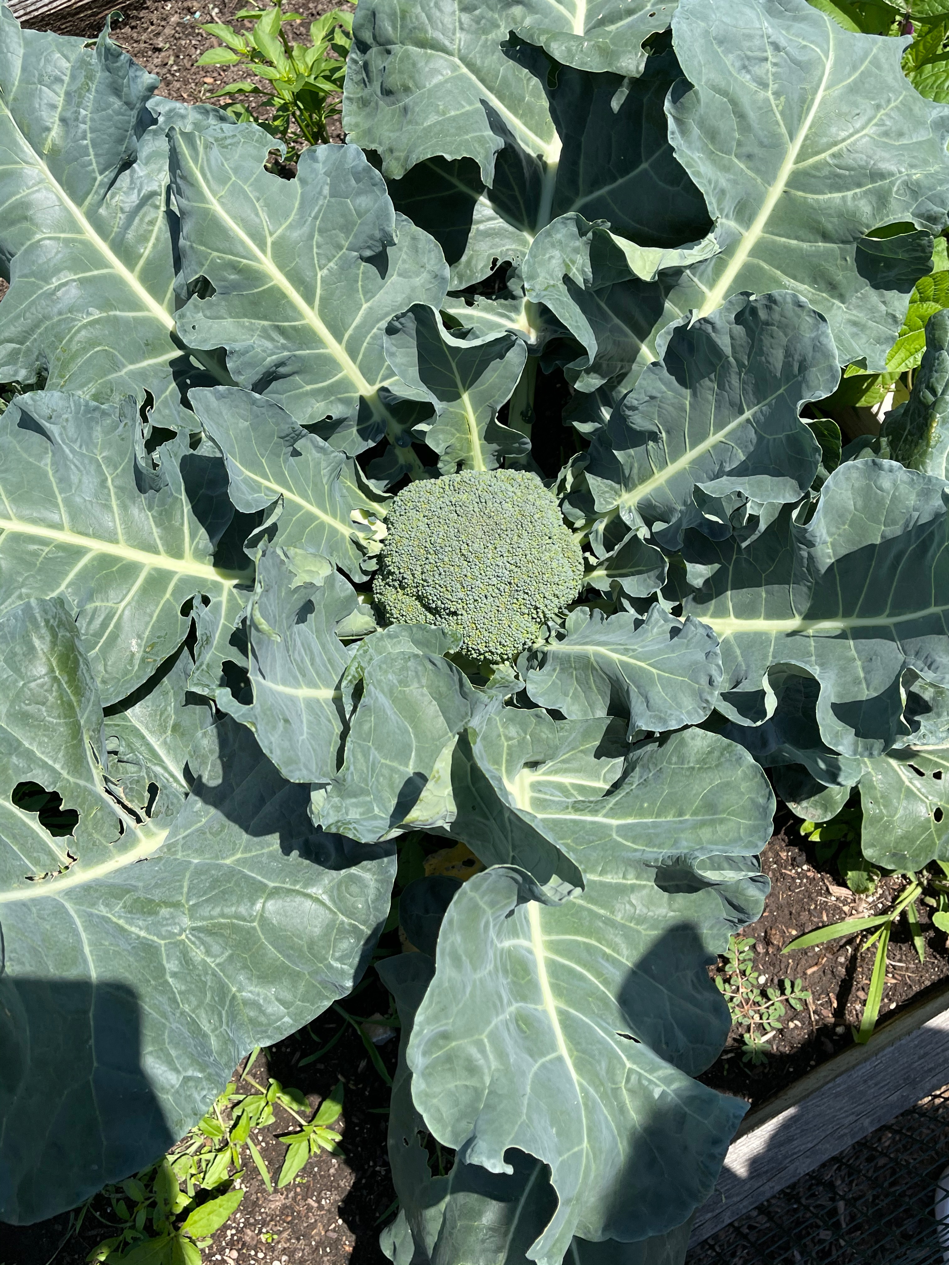Someone in Castle Hills is having broccoli for dinner! 