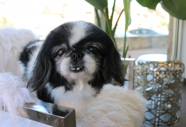 SUMMER IN CASTLE HILLS: THE DOG DAYS ARE HERE